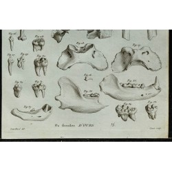 1836 - Ossements post-crâniens d'ours 