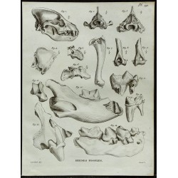 1836 - Crânes et os fossiles de hyènes 