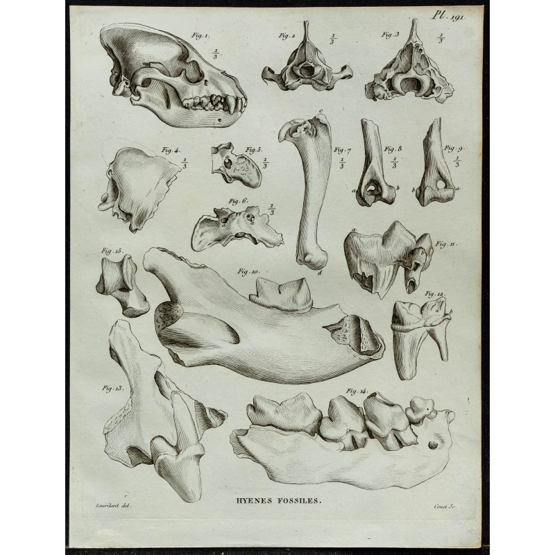 1836 - Crânes et os fossiles de hyènes 1836 - Crânes et os fossiles de hyènes