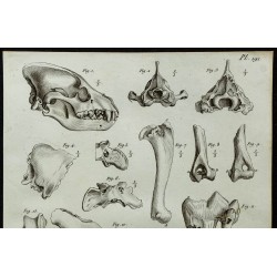 1836 - Crânes et os fossiles de hyènes 