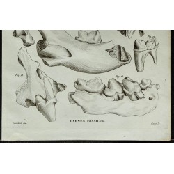 1836 - Crânes et os fossiles de hyènes 