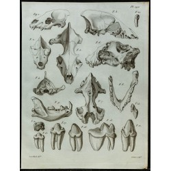 1836 - Crânes et dents d'hyènes 