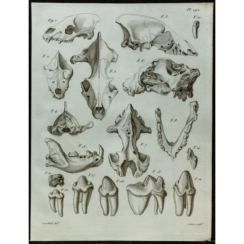 1836 - Crânes et dents d'hyènes 1836 - Crânes et dents d'hyènes
