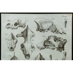 1836 - Crânes et dents d'hyènes 
