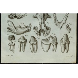 1836 - Crânes et dents d'hyènes 