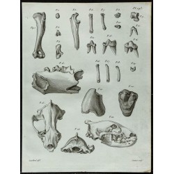 1836 - Crânes et dents d'hyène fossile 