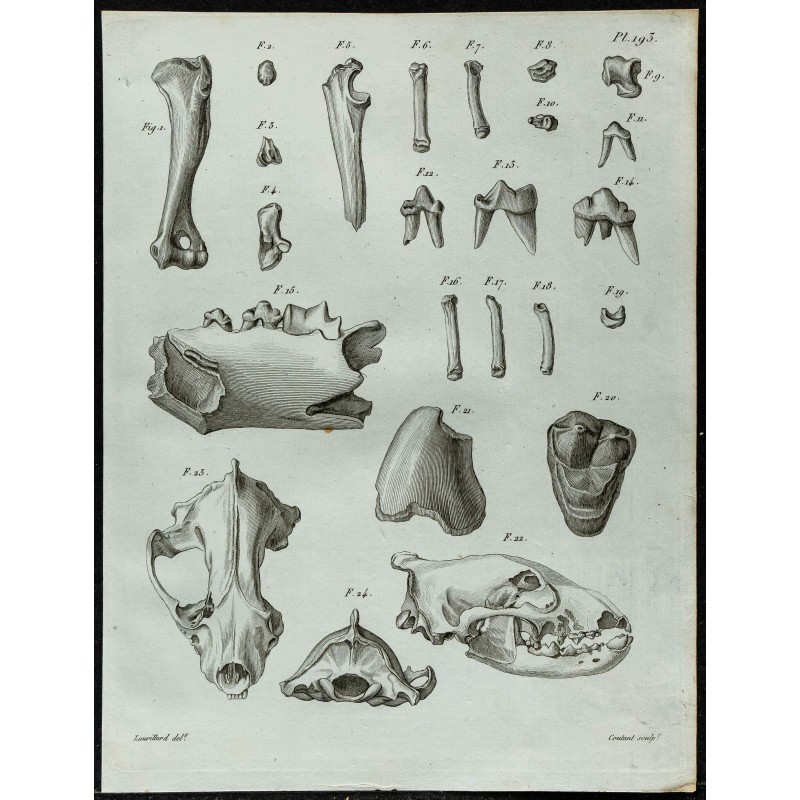 1836 - Crânes et dents d'hyène fossile 1836 - Crânes et dents d'hyène fossile