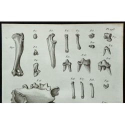 1836 - Crânes et dents d'hyène fossile 