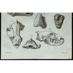 1836 - Crânes et dents d'hyène fossile 