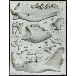 1836 - Crânes d'hyènes et grands félins fossiles 