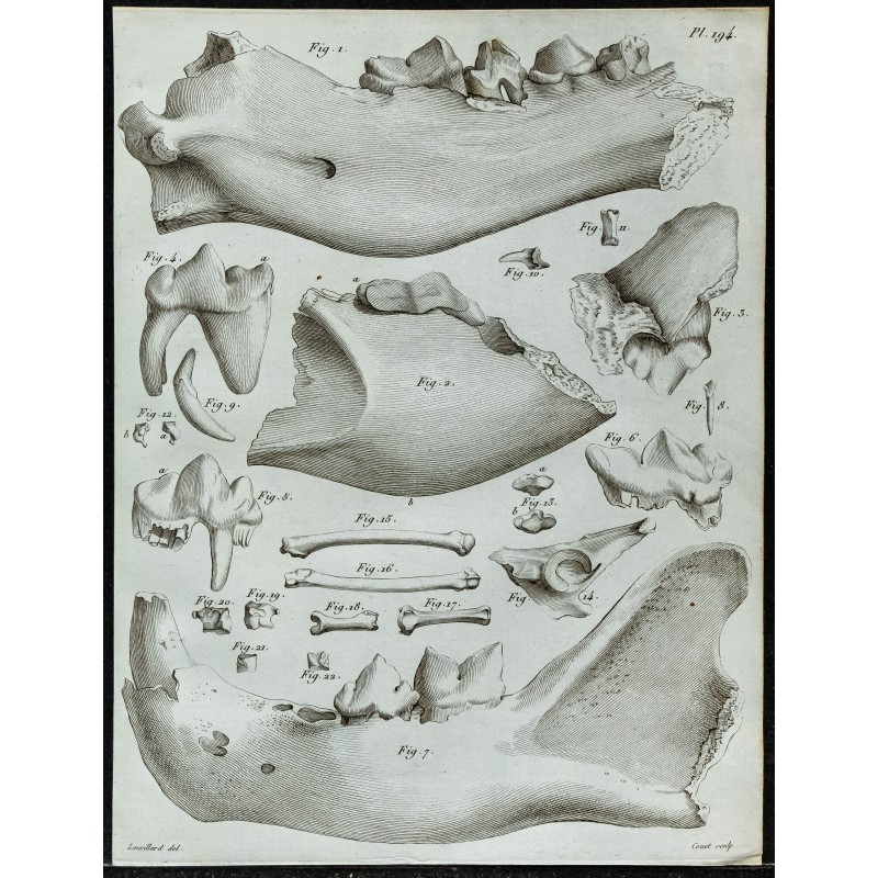 1836 - Crânes d'hyènes et grands félins fossiles 1836 - Crânes d'hyènes et grands félins fossiles