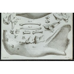 1836 - Crânes d'hyènes et grands félins fossiles 