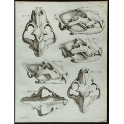 1836 - Têtes de lion et tigre 