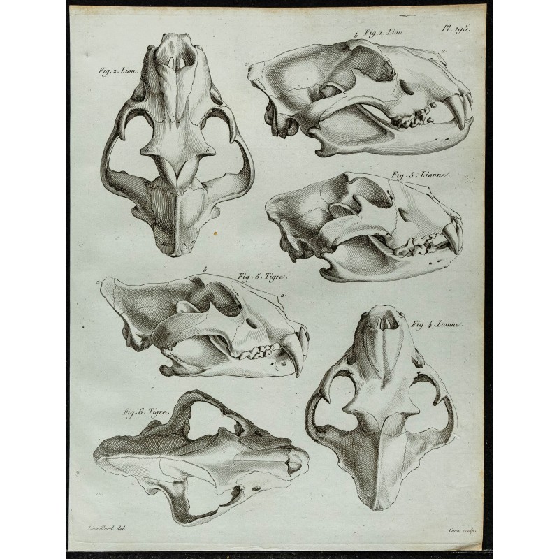 1836 - Têtes de lion et tigre 1836 - Têtes de lion et tigre