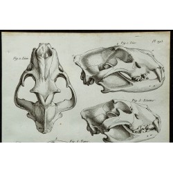 1836 - Têtes de lion et tigre 