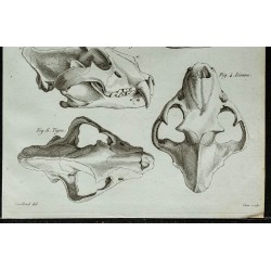 1836 - Têtes de lion et tigre 