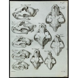 1836 - Crânes de jaguar et tigre noirs 