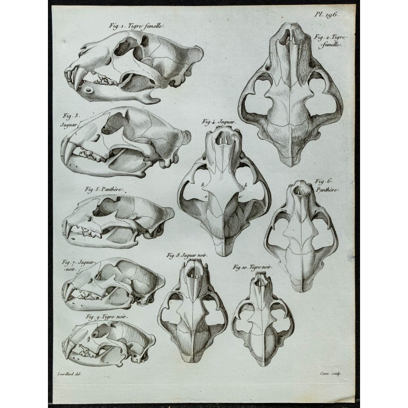 1836 - Crânes de jaguar et tigre noirs 1836 - Crânes de jaguar et tigre noirs