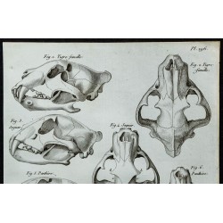 1836 - Crânes de jaguar et tigre noirs 