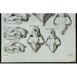 1836 - Crânes de jaguar et tigre noirs 