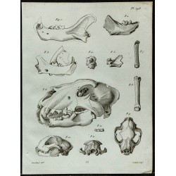 1836 - Restes fossiles de félins 
