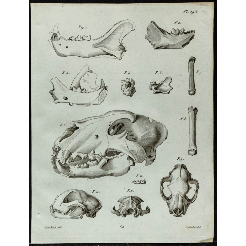 1836 - Restes fossiles de félins 1836 - Restes fossiles de félins
