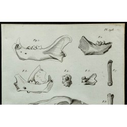 1836 - Restes fossiles de félins 