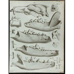 1836 - Crânes fossiles de loups et putois 