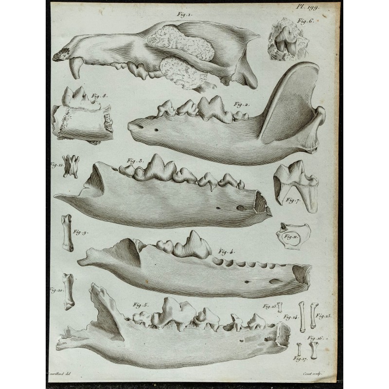 1836 - Crânes fossiles de loups et putois 1836 - Crânes fossiles de loups et putois
