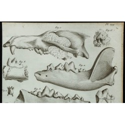 1836 - Crânes fossiles de loups et putois 