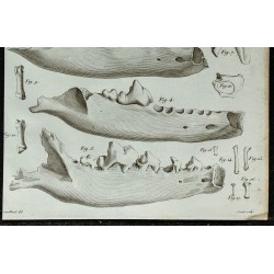 1836 - Crânes fossiles de loups et putois 