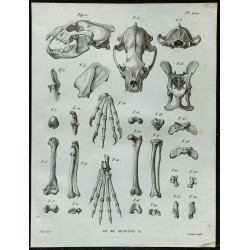 1836 - Anatomie du Glouton 