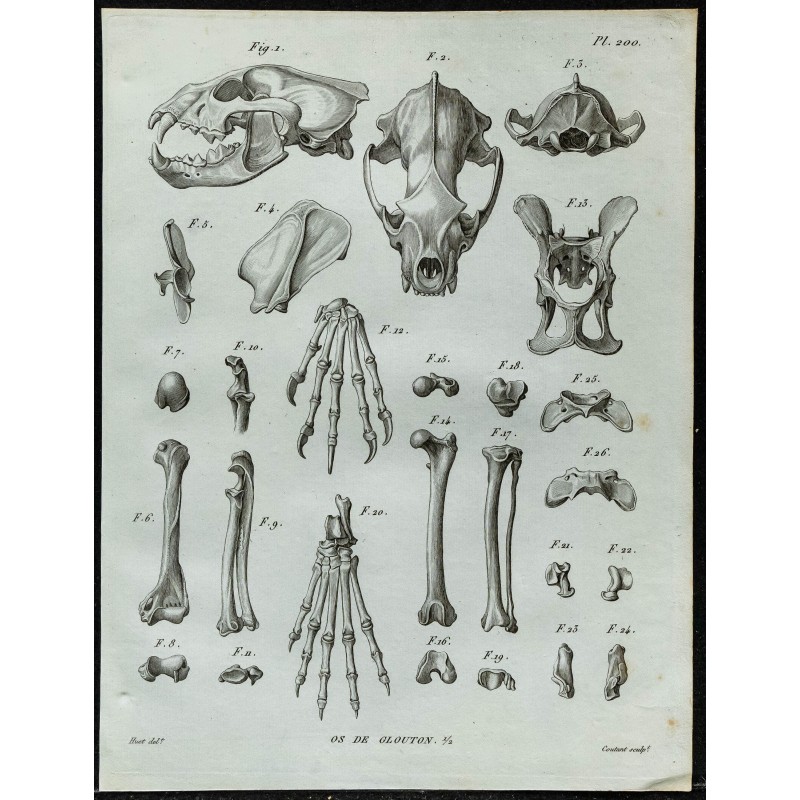 1836 - Anatomie du Glouton 1836 - Anatomie du Glouton
