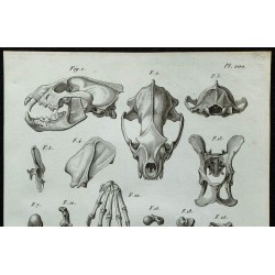 1836 - Anatomie du Glouton 