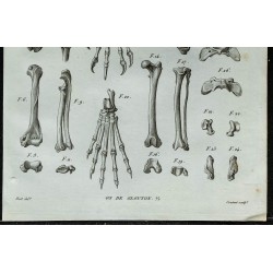 1836 - Anatomie du Glouton 