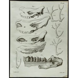 1836 - Têtes de rhinocéros et bois de cervidés 