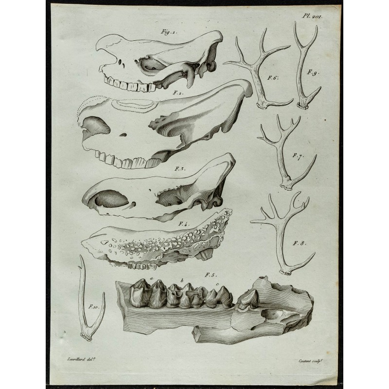 1836 - Têtes de rhinocéros et bois de cervidés 1836 - Têtes de rhinocéros et bois de cervidés