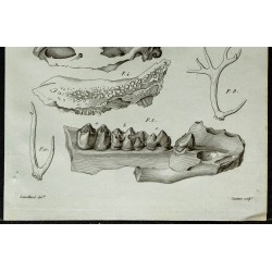 1836 - Têtes de rhinocéros et bois de cervidés 