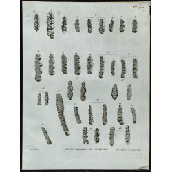1836 - Dents molaires de rongeurs 