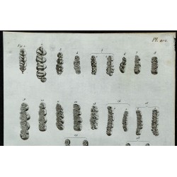1836 - Dents molaires de rongeurs 