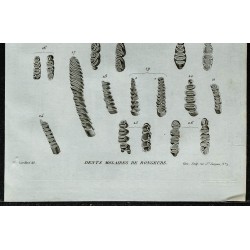 1836 - Dents molaires de rongeurs 