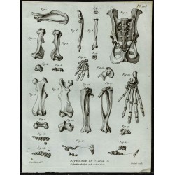 1836 - Ossements et crâne de castor 