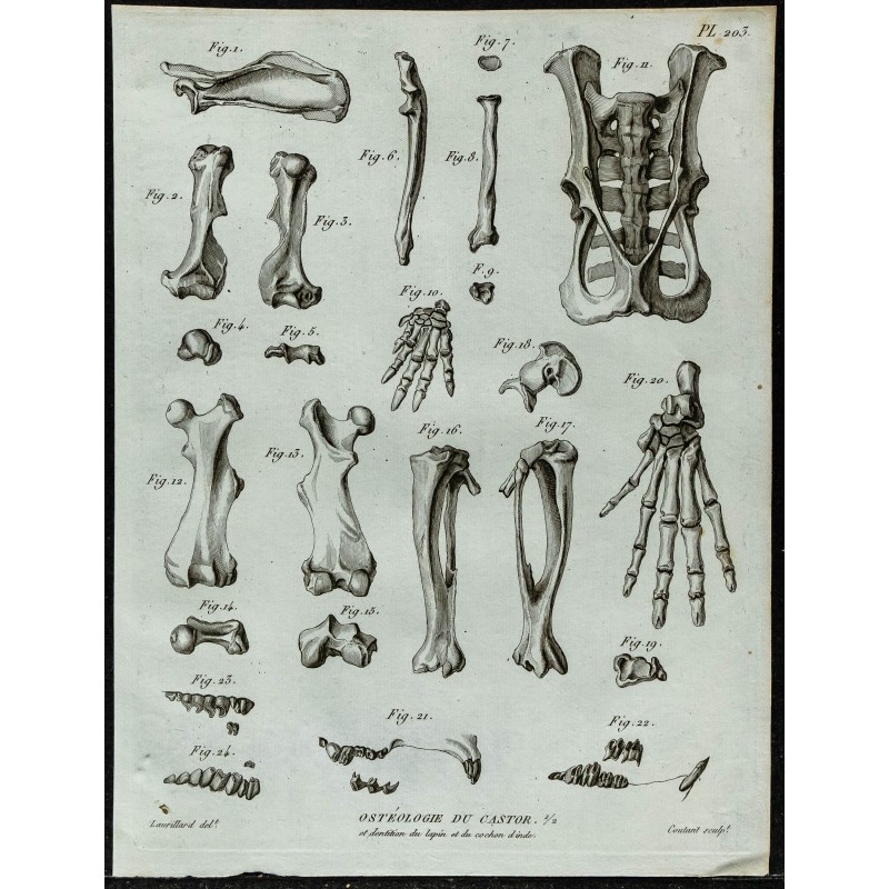 1836 - Ossements et crâne de castor 1836 - Ossements et crâne de castor