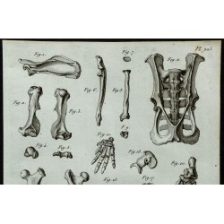 1836 - Ossements et crâne de castor 