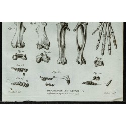 1836 - Ossements et crâne de castor 