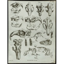 1836 - Crânes et squelettes de castors fossiles 