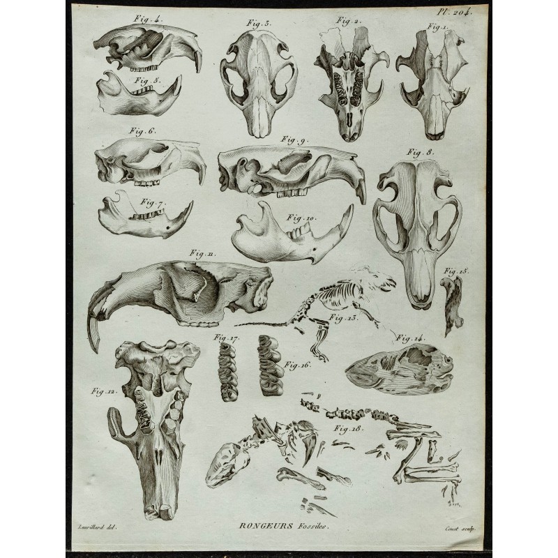 1836 - Crânes et squelettes de castors fossiles 