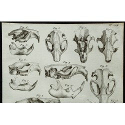 1836 - Crânes et squelettes de castors fossiles 