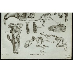 1836 - Crânes et squelettes de castors fossiles 