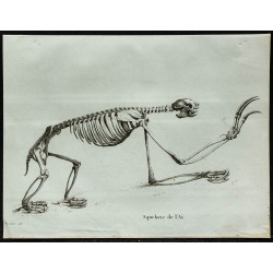 1836 - Squelette complet de l’Aï 